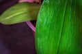 Loss of foliage turgor in an orchid, wrinkled leaf Royalty Free Stock Photo