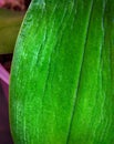 Loss of foliage turgor in an orchid, wrinkled leaf Royalty Free Stock Photo