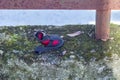 Lost baby shoes