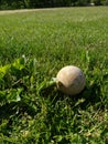 Lost Ball Hidden in the Grass Royalty Free Stock Photo