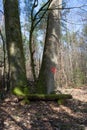 Bank under a double tree