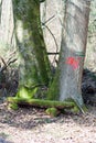 Roadsign on a tree