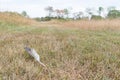 Lost bird feather Royalty Free Stock Photo