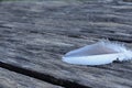 Lost bird feathers laid on a wooden bench Royalty Free Stock Photo