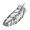 Lost Bird Outer Element Feather Sketch Vector Royalty Free Stock Photo