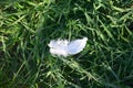 Lost bird white feather in the grass Royalty Free Stock Photo
