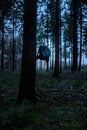 Lost black backpack hanging in tree in forest.