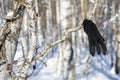 Lost black glove in the woods in winter Royalty Free Stock Photo
