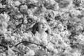 Lost in blossom. Botany concept. Girl tourist posing near sakura. Child on pink flowers of sakura tree background. Girl