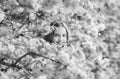 Lost in blossom. Tender bloom. Girl tourist posing near sakura. Child on pink flowers of sakura tree background. Botany