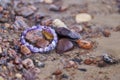 Lost bracelet in water (coastline)... Royalty Free Stock Photo