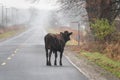 Lost Bull on the Road in the Fog