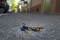 The lost bunch of keys lies on the asphalt road