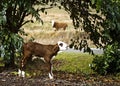 Lost Calf Mooing For Its Mother