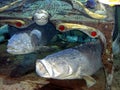 The Lost Chambers Aquarium at The Aquaventure Waterpark, The Atlantis Hotel The Palm. Atlantis-themed aquarium