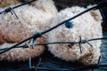 Lost childhood, loneliness and pain concept. Close up dirty old toy teddy bear behind barbed wire. Selective focus on barbed wire