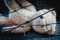 Lost childhood, loneliness and pain. Old toy teddy bear behind barbed wire