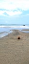 Lost coconut on the beach