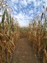 Lost in a Corn Maze