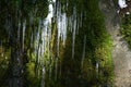 Lost Creek Icicles