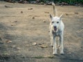 Lost dog on a dirty white feather walking on the concrete floor Royalty Free Stock Photo