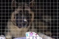 The lost dog sits in a cage behind a lattice in expectation of the new owner. Shelter for stray dogs Royalty Free Stock Photo