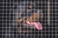 The lost dog sits in a cage behind a lattice in expectation of the new owner. Shelter for stray dogs Royalty Free Stock Photo