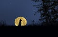 Lost dog with super moon in grass field in winter night Royalty Free Stock Photo