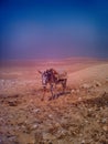 Lost Donkey in Egypt