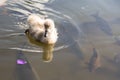 Lost duckling swim with fish