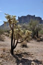 Lost Dutchman State Park Royalty Free Stock Photo