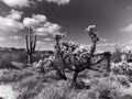 Lost Dutchman State Park. Royalty Free Stock Photo