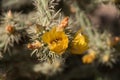 Lost Dutchman State Park, Arizona, USA Royalty Free Stock Photo