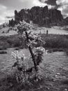 Lost Dutchman State Park Royalty Free Stock Photo
