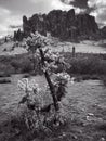 Lost Dutchman State Park