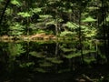 Lost forest pond, somewhere in Russia, summer Royalty Free Stock Photo