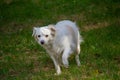 Lost frightened white dog in the park Royalty Free Stock Photo