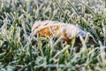 A lost frost leaf lying in frost grass in the middle of garden. He is still brown and waiting for some sun Royalty Free Stock Photo