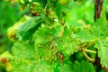 Lost grape leaves close up. Bad harvest. Leaves affected by disease. Fungal, bacterial and viral lesions. Plant pests and