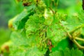 Lost grape leaves close up. Bad harvest. Leaves affected by disease. Fungal, bacterial and viral lesions. Plant pests and