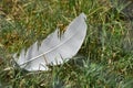 Lost Gray Bird Feather Sitting in Grass Royalty Free Stock Photo