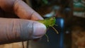 Lost Green Grasshopper Caught at Night