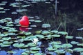 Lost heart on the lake, between water lilies