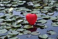 Lost heart on the lake, between water lilies