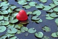 Lost heart on the lake, between water lilies