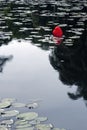 Lost heart on the lake, between water lilies