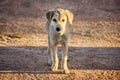 lost homeless puppy on a dirt road Royalty Free Stock Photo