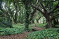 Lost in Honolua bay jungely rain forest