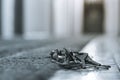 Lost keys in the hotel lobby from the office, the background and background are blurred with the bokeh effect Royalty Free Stock Photo