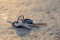 A lost keys on the ring on the ground illuminated with sun rays